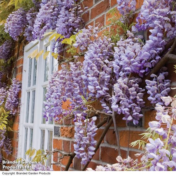 Wisteria sinensis