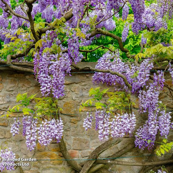 Wisteria sinensis