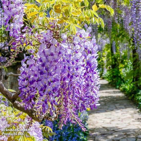 Wisteria sinensis
