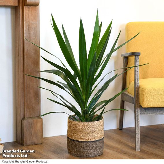 Yucca elephantipes (No Stem)