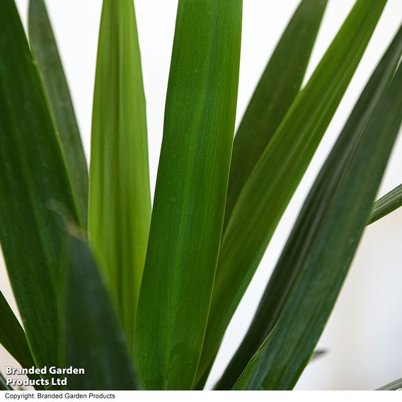 Yucca elephantipes (No Stem)