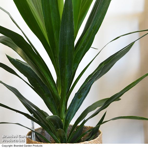 Yucca elephantipes (No Stem)