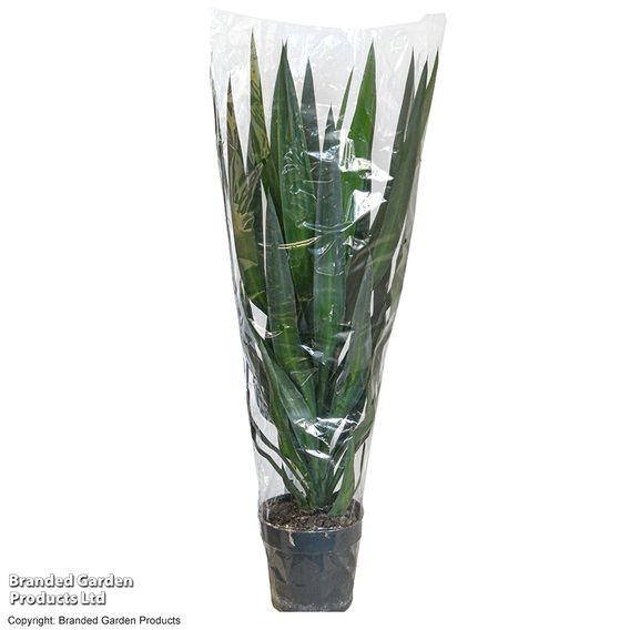 Yucca elephantipes (No Stem)