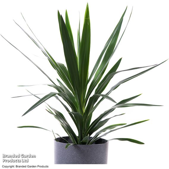 Yucca elephantipes (No Stem)