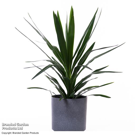 Yucca elephantipes (No Stem)