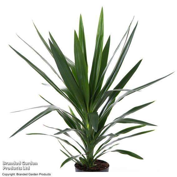 Yucca elephantipes (No Stem)