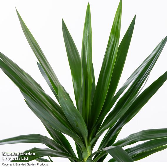 Yucca elephantipes (No Stem)