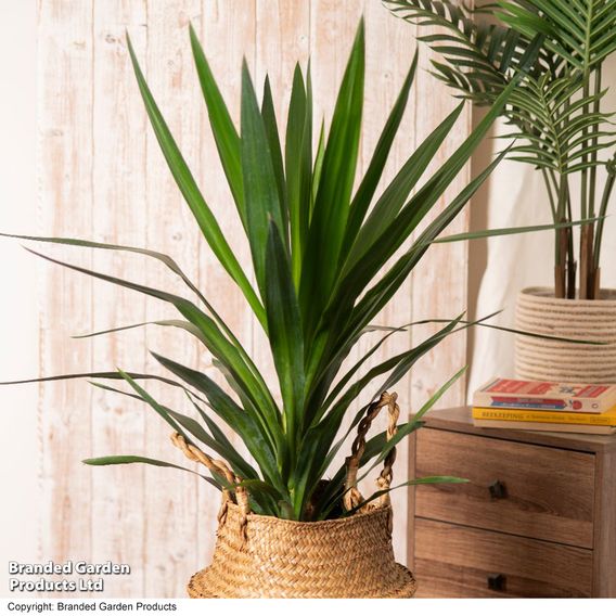 Yucca elephantipes (No Stem)