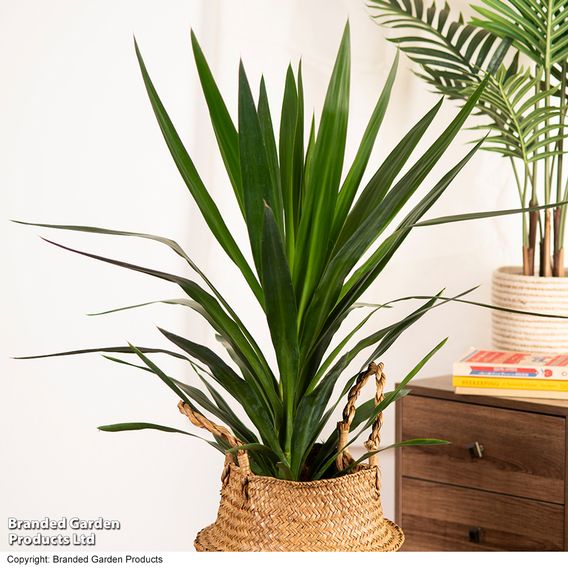 Yucca elephantipes (No Stem)