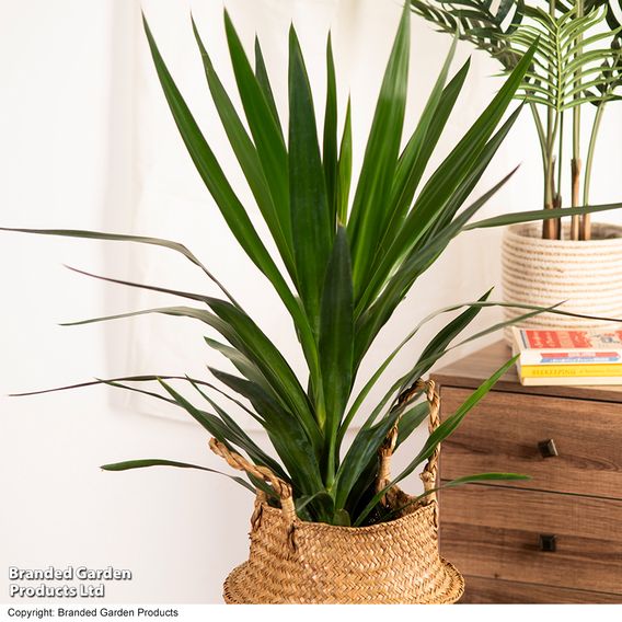 Yucca elephantipes (No Stem)