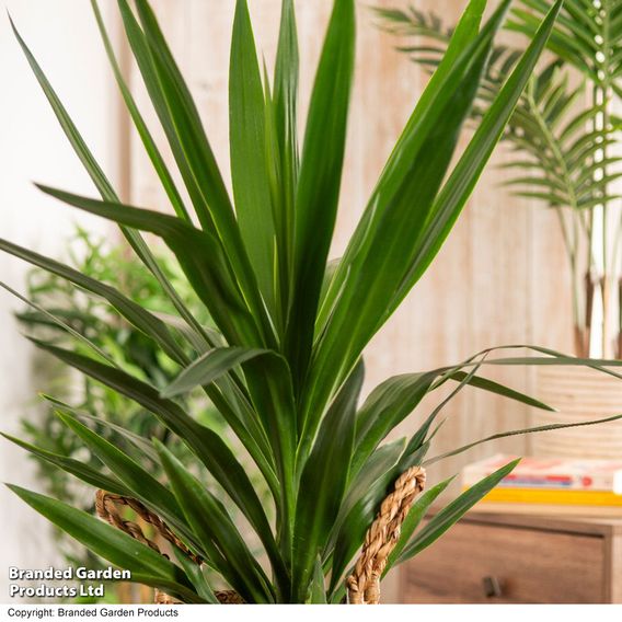 Yucca elephantipes (No Stem)
