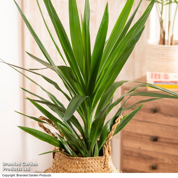 Yucca elephantipes (No Stem)