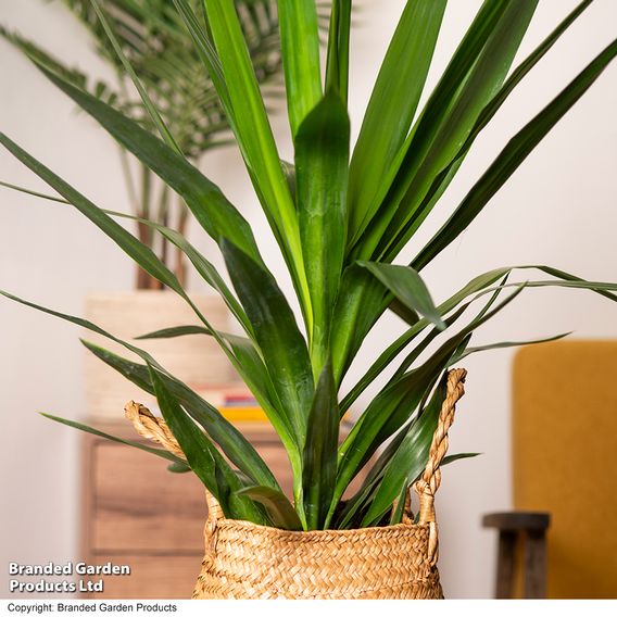 Yucca elephantipes (No Stem)