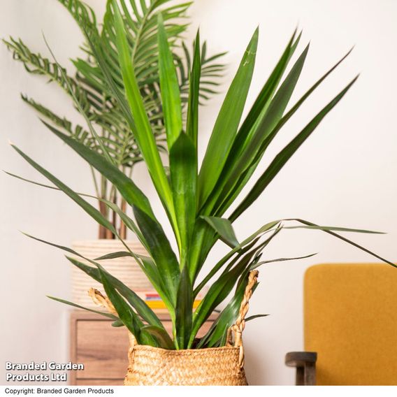 Yucca elephantipes (No Stem)