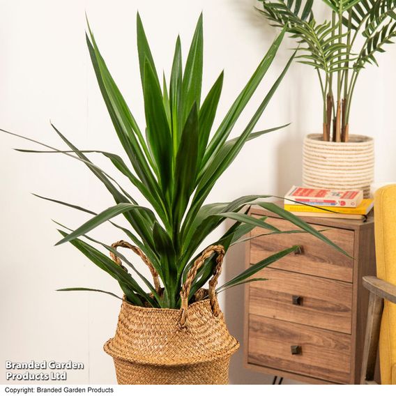 Yucca elephantipes (No Stem)