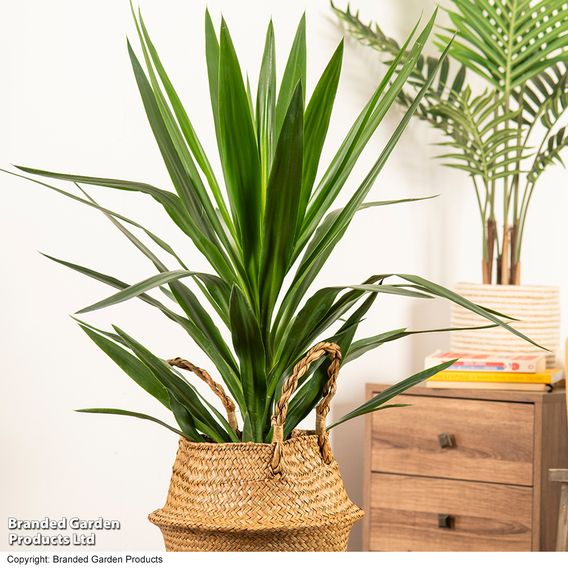 Yucca elephantipes (No Stem)