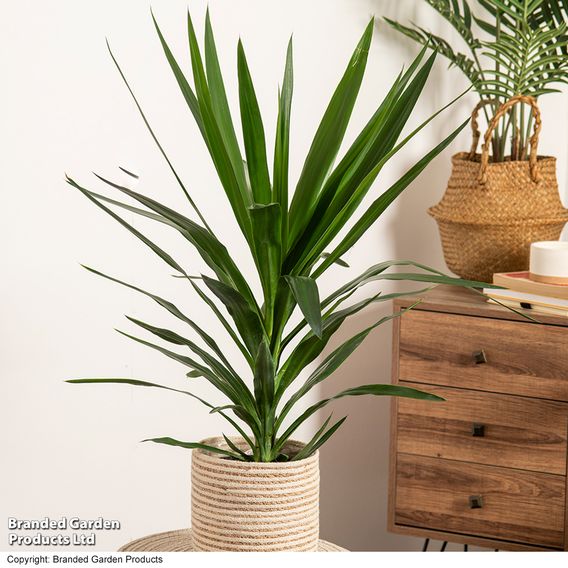 Yucca elephantipes (No Stem)