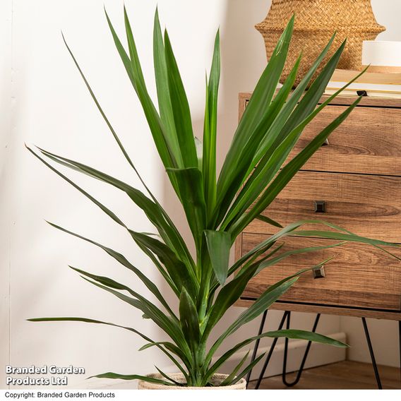 Yucca elephantipes (No Stem)