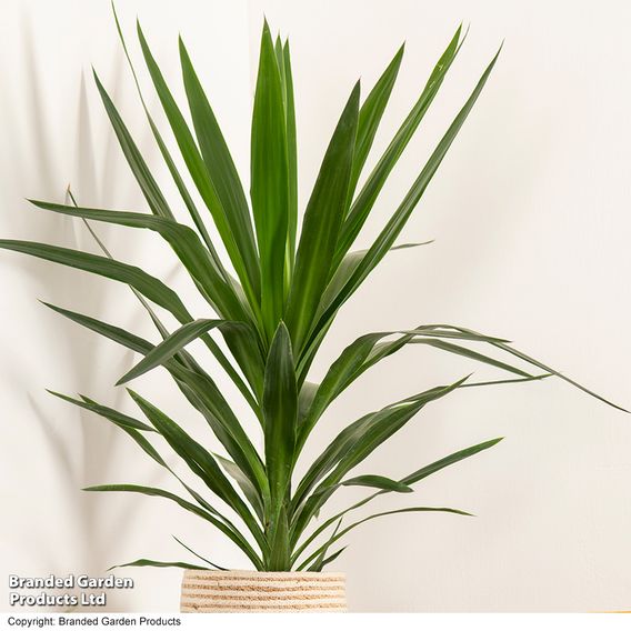 Yucca elephantipes (No Stem)