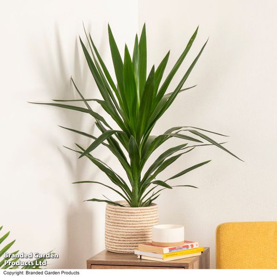 Yucca elephantipes (No Stem)