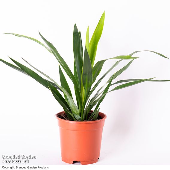 Yucca elephantipes (No Stem)