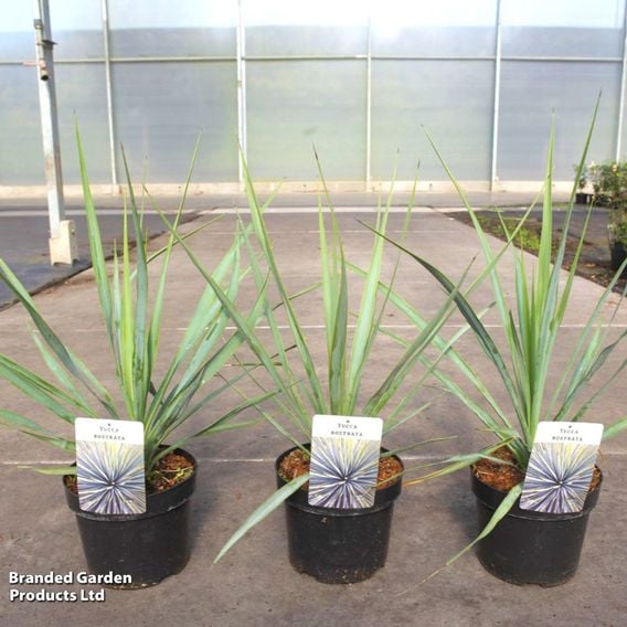 Yucca rostrata