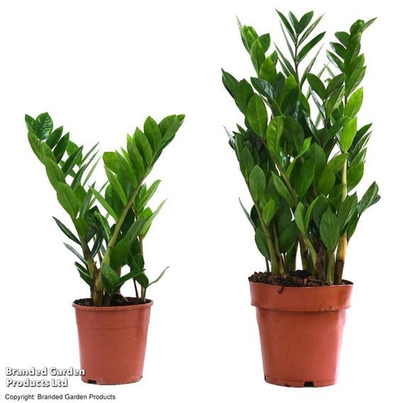 Zamioculcas Zamiifolia