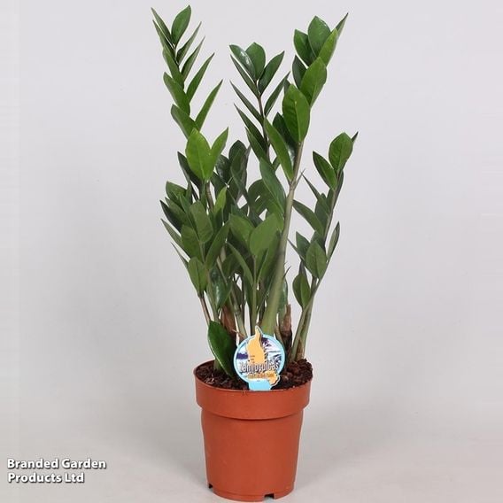 Zamioculcas Zamiifolia