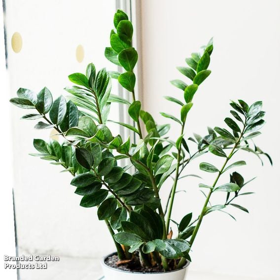 Zamioculcas Zamiifolia
