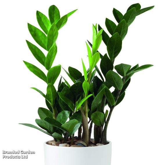 Zamioculcas Zamiifolia