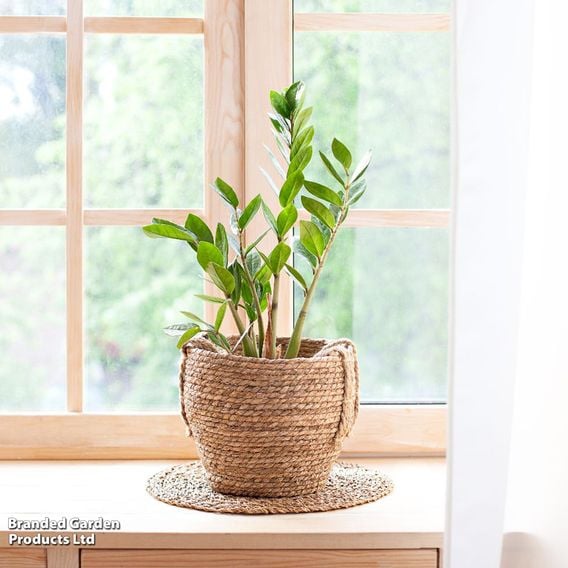 Zamioculcas Zamiifolia