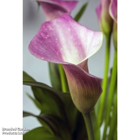 Zantedeschia aethiopica 'Pink' (Marginal Aquatic)