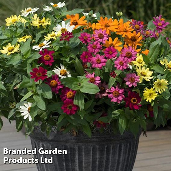 Zinnia 'Zahara' Single-Flowered Mixed
