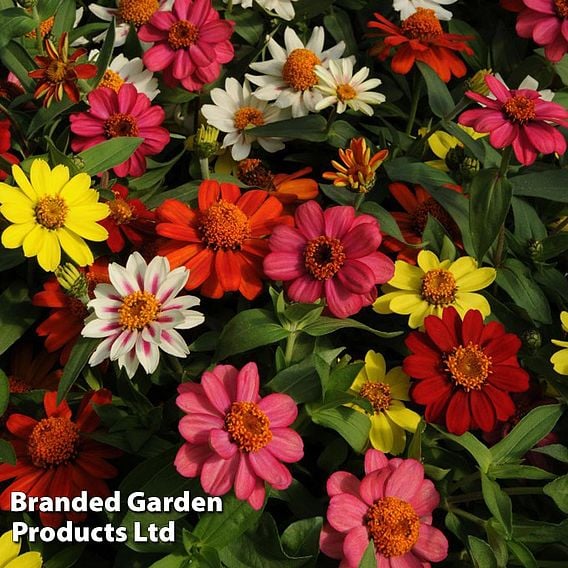 Zinnia 'Zahara' Single-Flowered Mixed