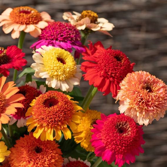 Zinnia 'Crestar Mix' - Seeds