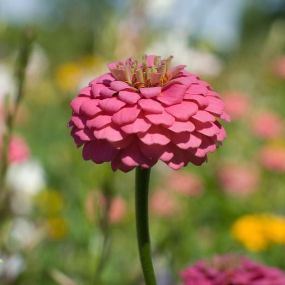 Zinnia 'Lilliput Mix' - Seeds