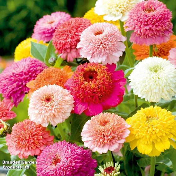 Zinnia 'Dobies Faberge Selection' - Seeds