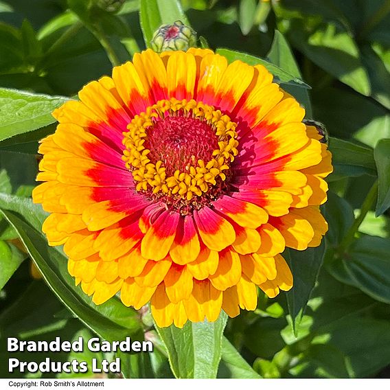 Zinnia 'Macarenia' - Seeds