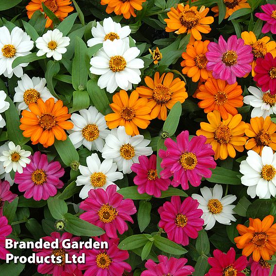 Zinnia 'Profusion Mixed'