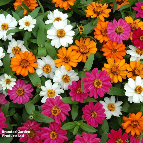 Zinnia 'Profusion Mixed'