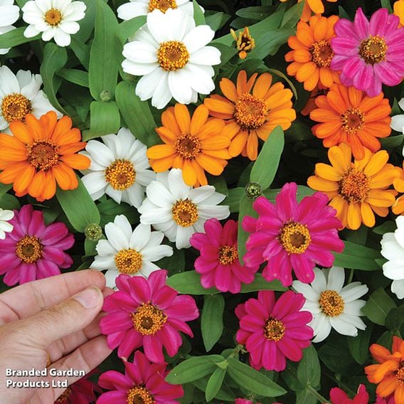 Zinnia 'Profusion Mixed'