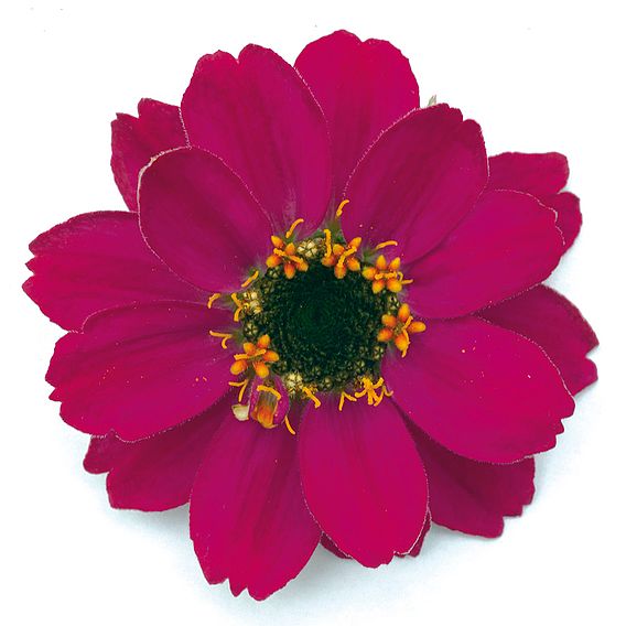 Zinnia Seeds - Cherry Profusion 