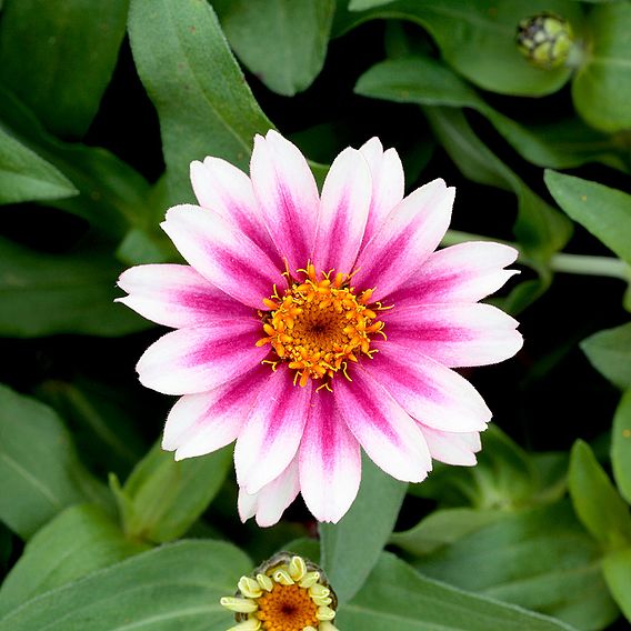 Zinnia Seeds - Cherry Profusion 