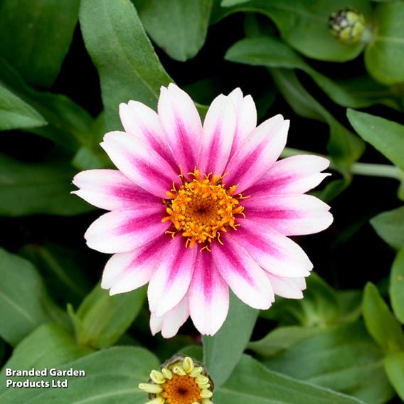 Zinnia 'Profusion Mixed'