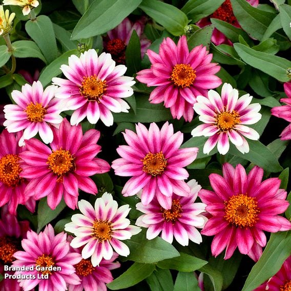 Zinnia 'Profusion Mixed'