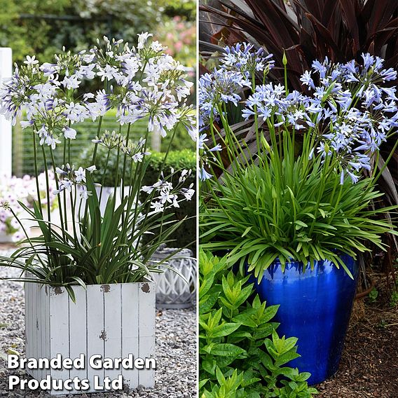 Agapanthus Duo