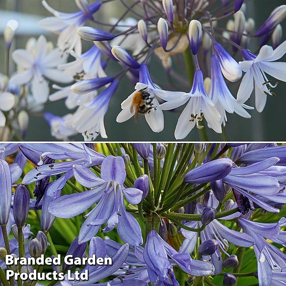 Agapanthus Duo