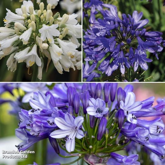 Agapanthus Evernight Collection