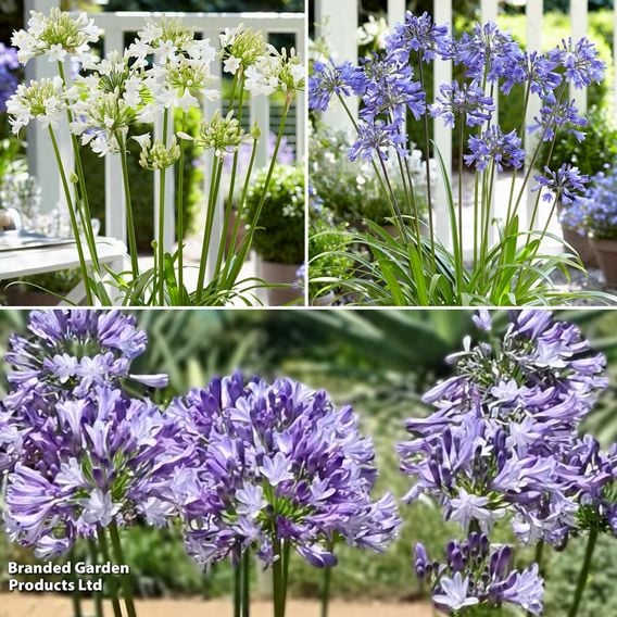 Agapanthus Evernight Collection
