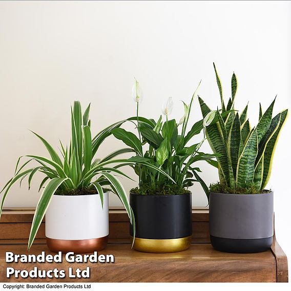 Air Purifying Houseplant Collection